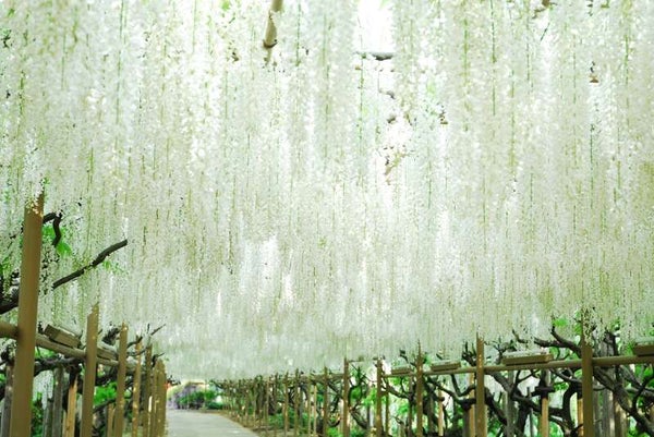 【茨城県内発】 幻想的な世界一の藤 『あしかがフラワーパーク』 果実畑の隠れ家レストランでランチブッフェと蔵の街『とちぎ』3